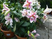 Lilie 'Mona Lisa' - Orientální hybridy