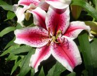 Lilie 'Special News'