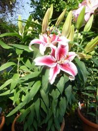 Lilie 'Special News' (Lilium)