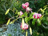 Lilie 'Black Beauty' - OT hybridy