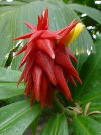 Kostus chocholatý (Costus comosus)