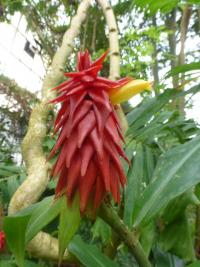 Kostus chocholatý (Costus comosus)