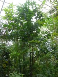 Kakaovník pravý (Theobroma cacao)