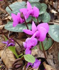 Brambořík pseudoiberský (Cyclamen pseudibericum)