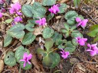 Brambořík pseudoiberský (Cyclamen pseudibericum)