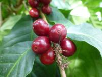 Kávovník arabský (Coffea arabica)