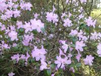 Pěnišník raný (Rhododendron x praecox)