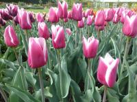 Tulipán 'Kajka' - Triumph tulipány