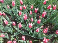 Tulipán 'Orlík' - Triumph tulipány