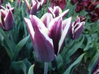 Tulipán 'Rorýs' - Triumph tulipány