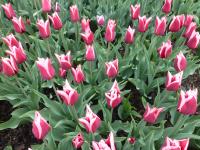 Tulipa  'Tukan'  tulipán rostlina
