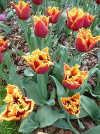 Tulipán 'Noranda' - Třepenité tulipány