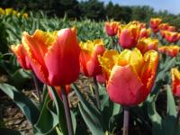 Tulipán 'Palmares' - Třepenité tulipány (Tulipa)