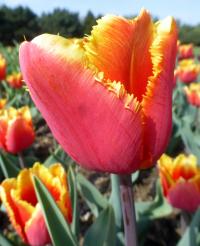 Tulipán 'Palmares' - Třepenité tulipány (Tulipa)