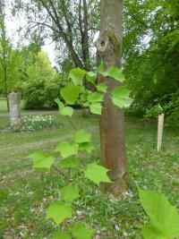 Javor pensylvánský 'Silver Fox' (Acer pensylvanicum)