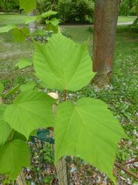 Javor pensylvánský 'Silver Fox' (Acer pensylvanicum)