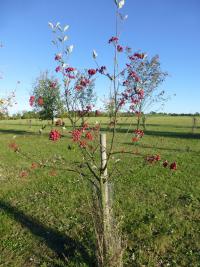 Jeřáb dunajský - habitus s plody (Sorbus danubialis)