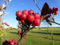 Jeřáb dunajský (Sorbus danubialis)
