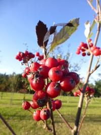 Jeřáb dunajský (Sorbus danubialis)