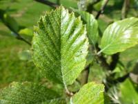Jeřáb dunajský (Sorbus danubialis)