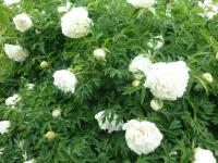 Paeonia suffruticosa 'Yao Huang' pivoňka keřovitá rostlina Paeonia suffruticosa 'Yao Huang' pivoňka keřovitá rostlina