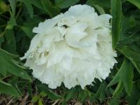 Paeonia suffruticosa 'Yao Huang' pivoňka keřovitá květy, květenství Paeonia suffruticosa 'Yao Huang' pivoňka keřovitá květy, květenství