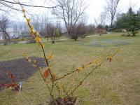 Vilín měkký 'Brevipetala' (Hamamelis mollis)