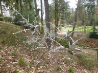 Mandloň kansuenská (Prunus kansuensis)