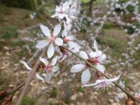 Mandloň kansuenská - větévky s květy (Prunus kansuensis)