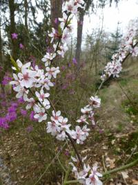Mandloň kansuenská - větévky s květy (Prunus kansuensis)