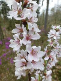 Mandloň kansuenská - větévky s květy (Prunus kansuensis)