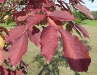 Jasan zobanolistý - podzimní list