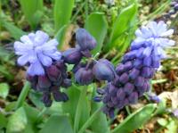 Modřenec širokolistý (Muscari latifolium)