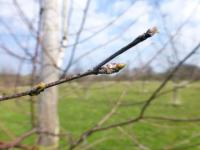 Bříza pýřitá - větévka s pupeny (Betula pubescens)