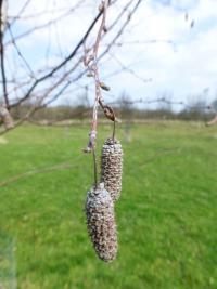 Bříza pýřitá - větévka s pupeny a jehnědy (Betula pubescens)