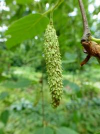 Bříza papírovitá - větévka s jehnědem (Betula papyrifera var kenaica)