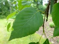 Bříza papírovitá (Betula papyrifera var kenaica)