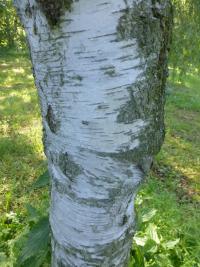 Bříza bělokorá 'Youngii' (Betula pendula)