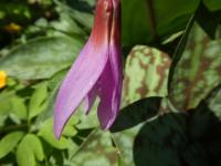 Kandík psí zub (Erythronium dens-canis)