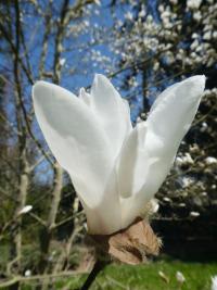 Šácholan Loebnerův 'Snowdrift' (Magnolia x loebneri)