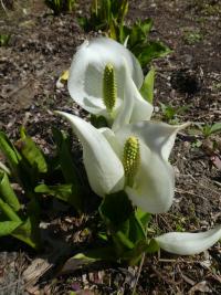 Kapsovec kamčatský (Lysichiton camtschatcensis)