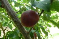 Slivoň purpurová (Prunus x dasycarpa)