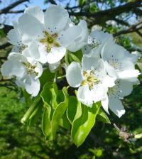 Hrušeň kavkazská (Pyrus caucasica)