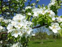 Hrušeň kavkazská (Pyrus caucasica)