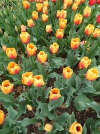 Tulipán 'Cash' - Darwin hybridy (Tulipa)