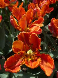 Tulipán 'Blumex' - Papouškovité tulipány (Tulipa)