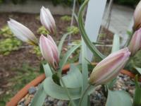 Tulipán dvoukvětý (Tulipa biflora)
