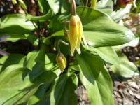Kandík (Erythronium tuolumnense)