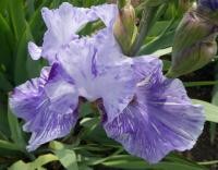 Kosatec 'Gnu' - Vysoké bradaté kosatce (Iris)