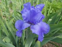 Iris barbata  'Shipshape' - kosatec zahradní